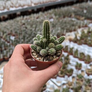 Chamaecereus silvestrii-Hybr. Goa Sunburn