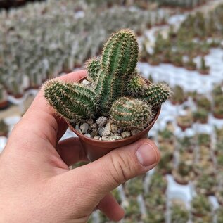 Chamaecereus silvestrii-Hybr. Goa Amber