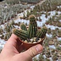 Chamaecereus silvestrii-Hybr. Goa Amber