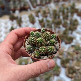 Chamaecereus silvestrii-Hybr. Goa Hot Pink