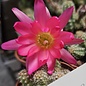 Chamaecereus silvestrii-Hybr. Goa Hot Pink