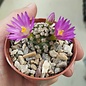 Mammillaria hernandezii