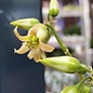 Cotyledon tomentosa