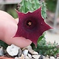 Huernia keniensis