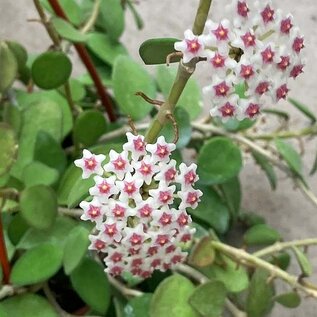 Hoya nummulerioides