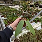 Hoya sp. Bulusan