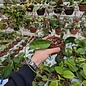 Hoya macrophylla cv. Baibua