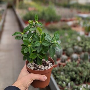 Euphorbia heterodoxa