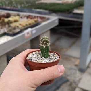 Neowerdermannia chilensis v. putrensis   gepfr.