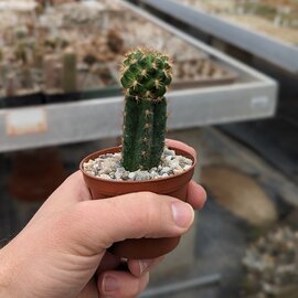 Sulcorebutia sanpedroensis  MN 623  gepfr.