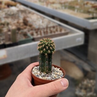 Sulcorebutia sanpedroensis  MN 623  gepfr.