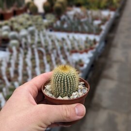 Notocactus leninghausii v. minor