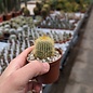 Notocactus leninghausii v. minor