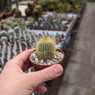 Notocactus leninghausii v. minor