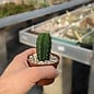 Trichocereus scopulicola