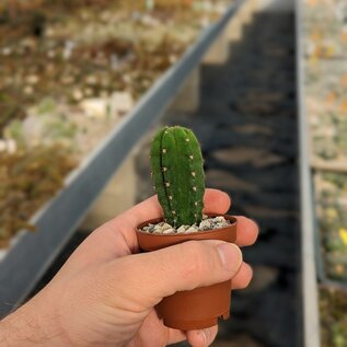 Trichocereus scopulicola