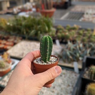 Trichocereus scopulicola