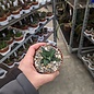 Haworthia tesselata