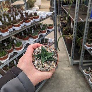 Haworthia tesselata