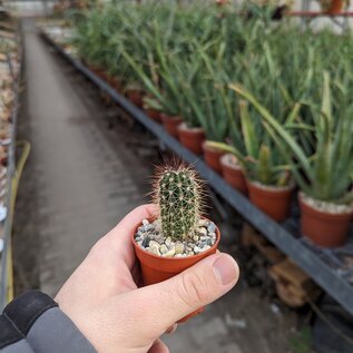 Echinocereus polyacanthus  Lau 1581 Mesa der Huracan, Chi, MEX