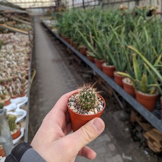 Echinocereus polyacanthus  Lau 1581 Mesa der Huracan, Chi, MEX