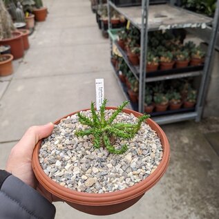 Euphorbia woodii