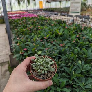 Titanopsis primosii Uhlig Kakteen Über 5000 verschiedene Arten