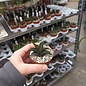 Haworthia scabra var.