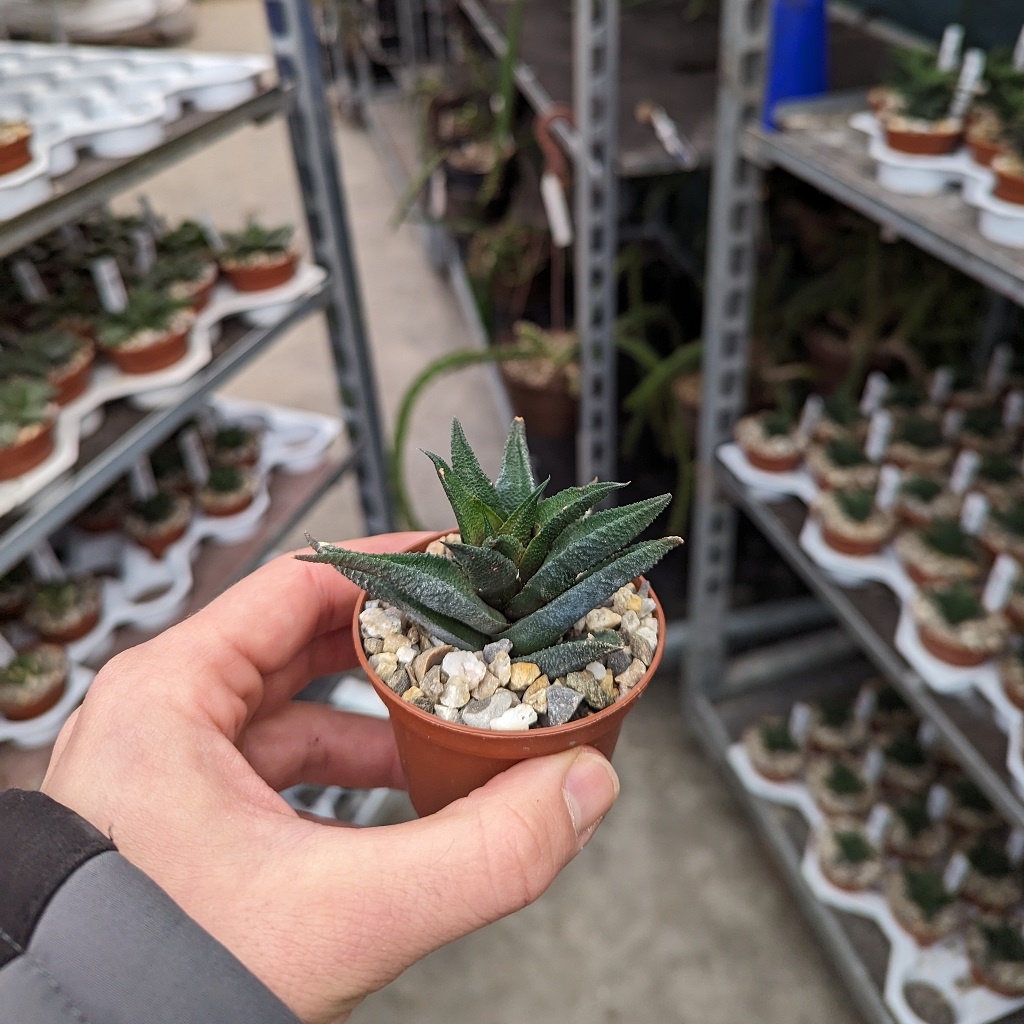 Haworthia scabra var. Uhlig Kakteen Über 5000 verschiedene Arten