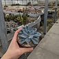 Echeveria gibbiflora v. metallica