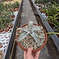 Dyckia marnier-lapostollii