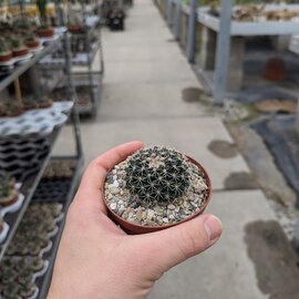 Mammillaria heyderi v. hemisphaerica SB 859 Cameron Co., TX