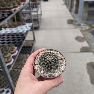 Mammillaria heyderi v. hemisphaerica SB 859 Cameron Co., TX