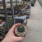 Mammillaria heyderi v. hemisphaerica SB 859 Cameron Co., TX