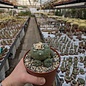 Lophophora diffusa