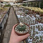 Lophophora diffusa