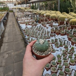 Lophophora diffusa