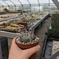 Astrophytum capricorne