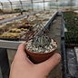 Astrophytum capricorne