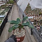 Euphorbia iharanae XL  Vohemar, Madagaskar
