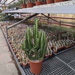 Euphorbia lactea XL