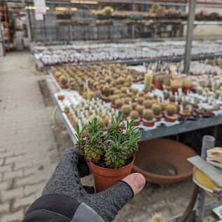 Euphorbia japonica