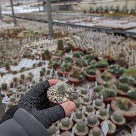 Mammillaria spinosissima ssp. tepoxtlana