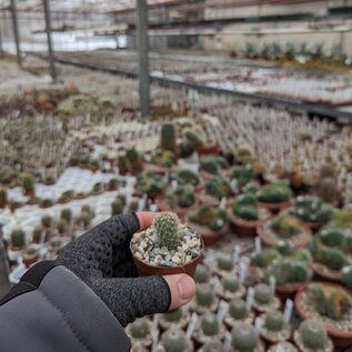 Mammillaria spinosissima ssp. tepoxtlana