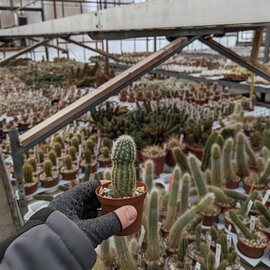 Echinocereus sciurus ssp. floresii MAO-0139 Los Mochis, Sinaloa, Mexiko