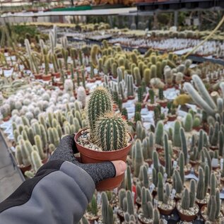 Cleistocactus villamontesii