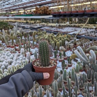 Cleistocactus smaragdiflorus