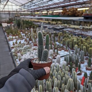 Cleistocactus piraymirensis  WK 1022 Bolivien, 1600 m