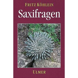 Saxifragen, F. Köhlein