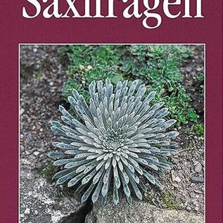 Saxifragen Fritz Köhlein